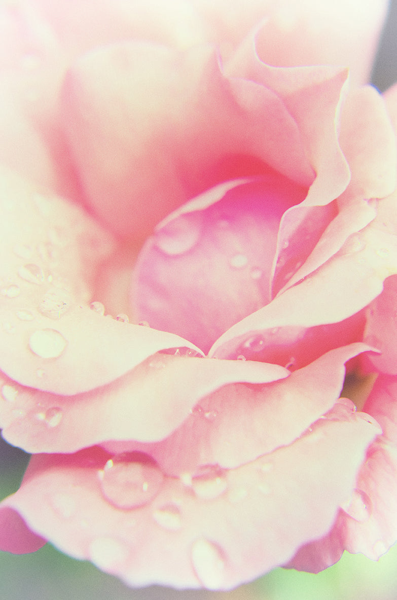 Softened Rose DIY Wall Decor Instant Download Print - Printable Wall Art - PIPAFINEART