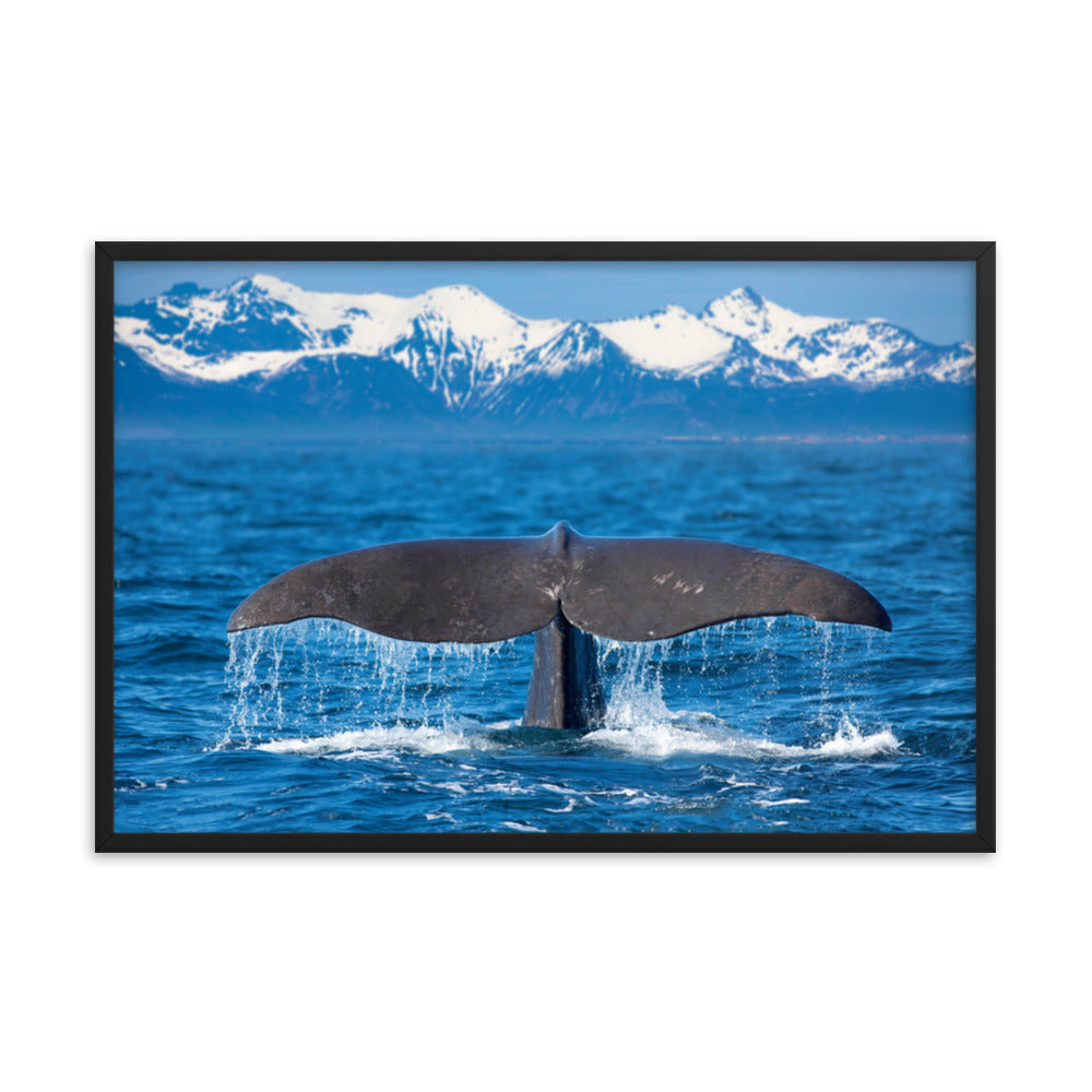 Sperm Whale Tail Animal Wildlife Photograph Framed Wall Art Print
