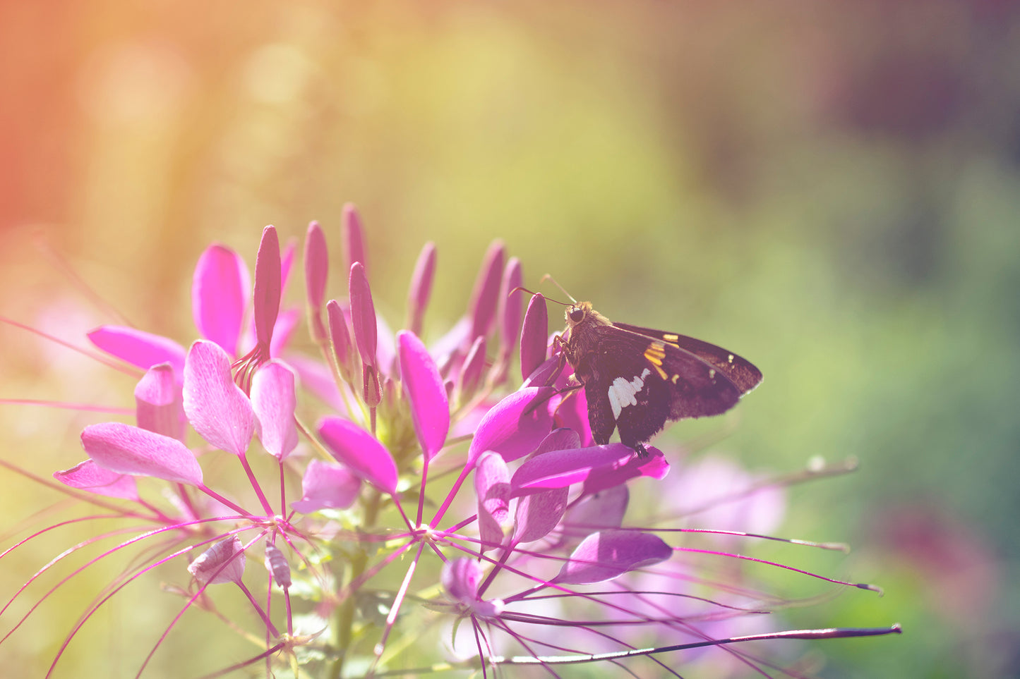 Spider Flower in Glory Light With Spotted Moth Nature Photo DIY Wall Decor Instant Download Print - Printable - PIPAFINEART