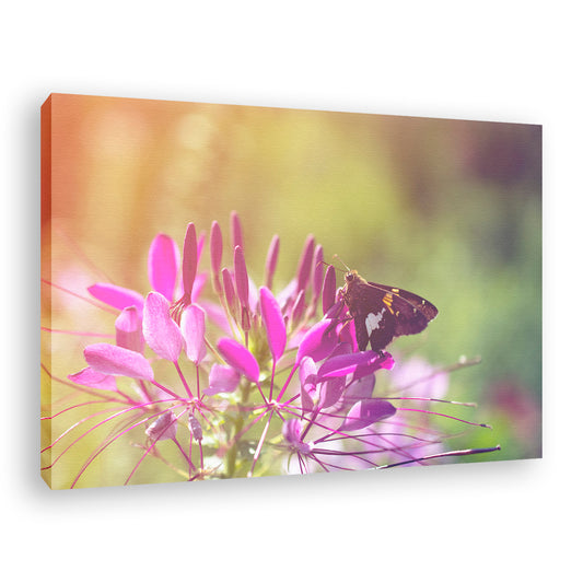 Spider Flower in Glory Light Floral Photo Fine Art Canvas Wall Art Prints  - PIPAFINEART