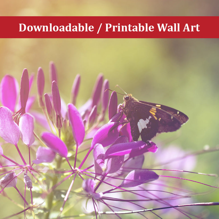 Spider Flower in Glory Light With Spotted Moth Nature Photo DIY Wall Decor Instant Download Print - Printable - PIPAFINEART