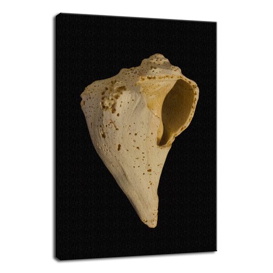 States of Erosion Image 1 Whelk Shell Coastal Nature Photo Fine Art Canvas Wall Art Prints  - PIPAFINEART