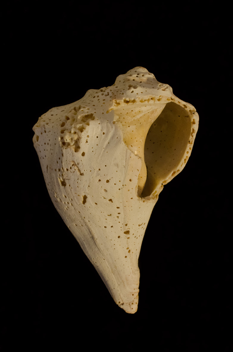 States of Erosion Image 1 Whelk Shell Coastal Nature Photo Fine Art Canvas Wall Art Prints  - PIPAFINEART