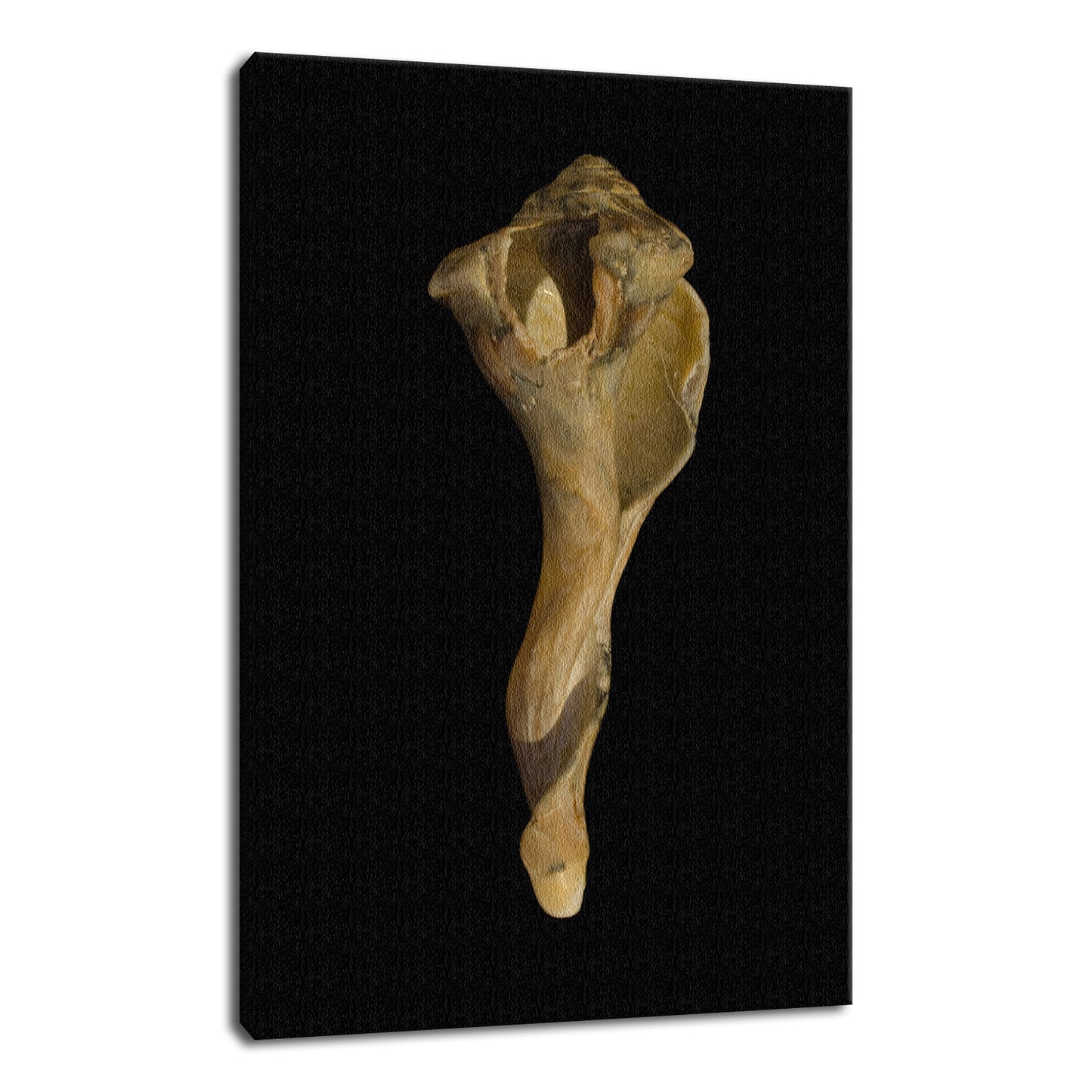 States of Erosion Image 3 Whelk Shell Coastal Nature Photo Fine Art Canvas Wall Art Prints  - PIPAFINEART