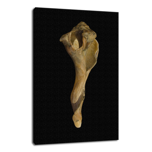 States of Erosion Image 3 Whelk Shell Coastal Nature Photo Fine Art Canvas Wall Art Prints  - PIPAFINEART