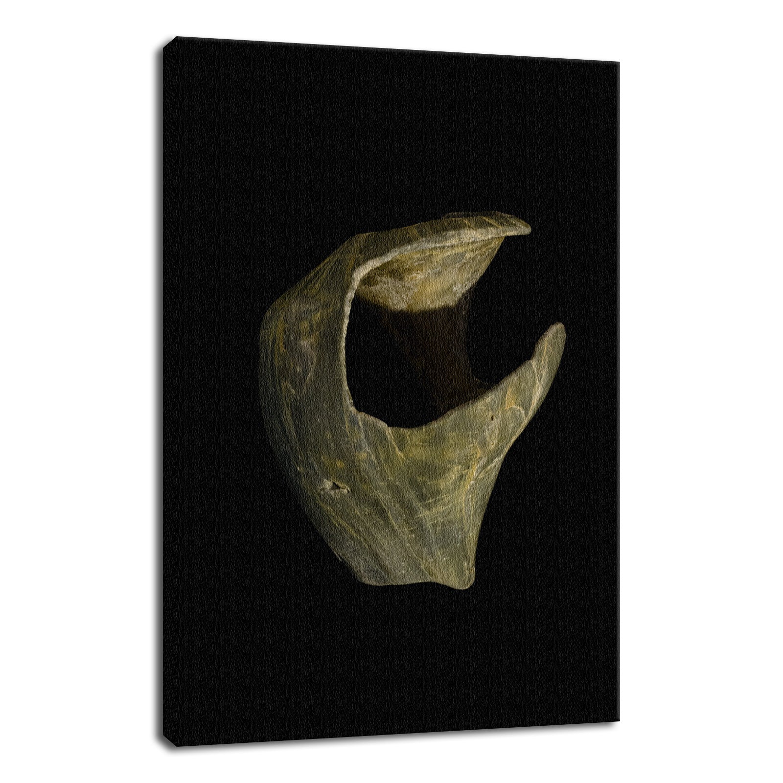States of Erosion Image 5 Whelk Shell Coastal Nature Photo Fine Art Canvas Wall Art Prints  - PIPAFINEART