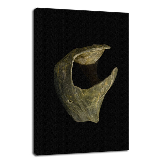 States of Erosion Image 5 Whelk Shell Coastal Nature Photo Fine Art Canvas Wall Art Prints  - PIPAFINEART