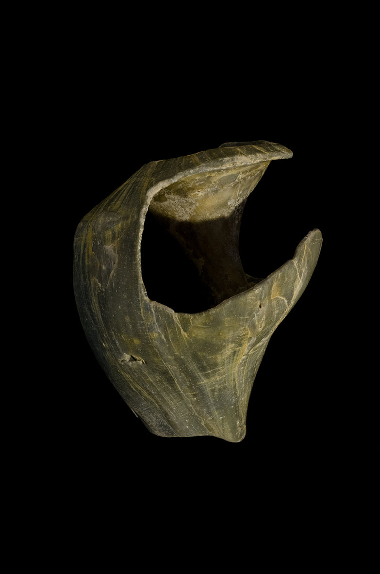 States of Erosion Image 5 Whelk Shell Coastal Nature Photo Fine Art Canvas Wall Art Prints  - PIPAFINEART