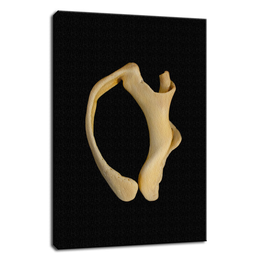 States of Erosion Image 6 Whelk Shell Coastal Nature Photo Fine Art Canvas Wall Art Prints  - PIPAFINEART