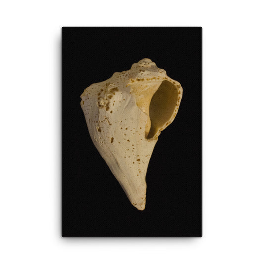 States of Erosion Image 1 Whelk Shell Coastal Nature Canvas Wall Art Prints