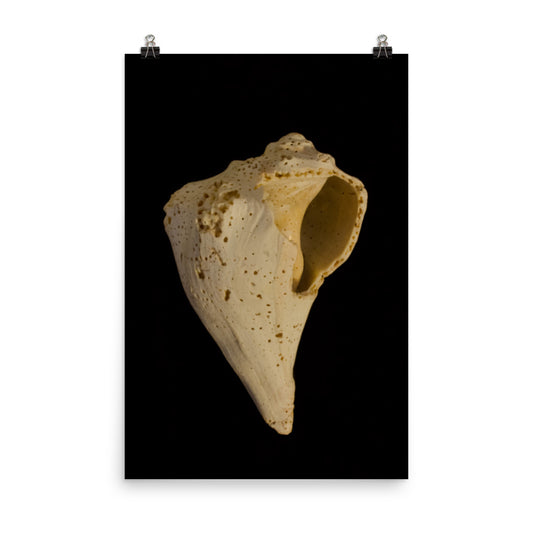 States of Erosion Image 1 Whelk Shell Coastal Nature Photo Loose Unframed Wall Art Prints - PIPAFINEART