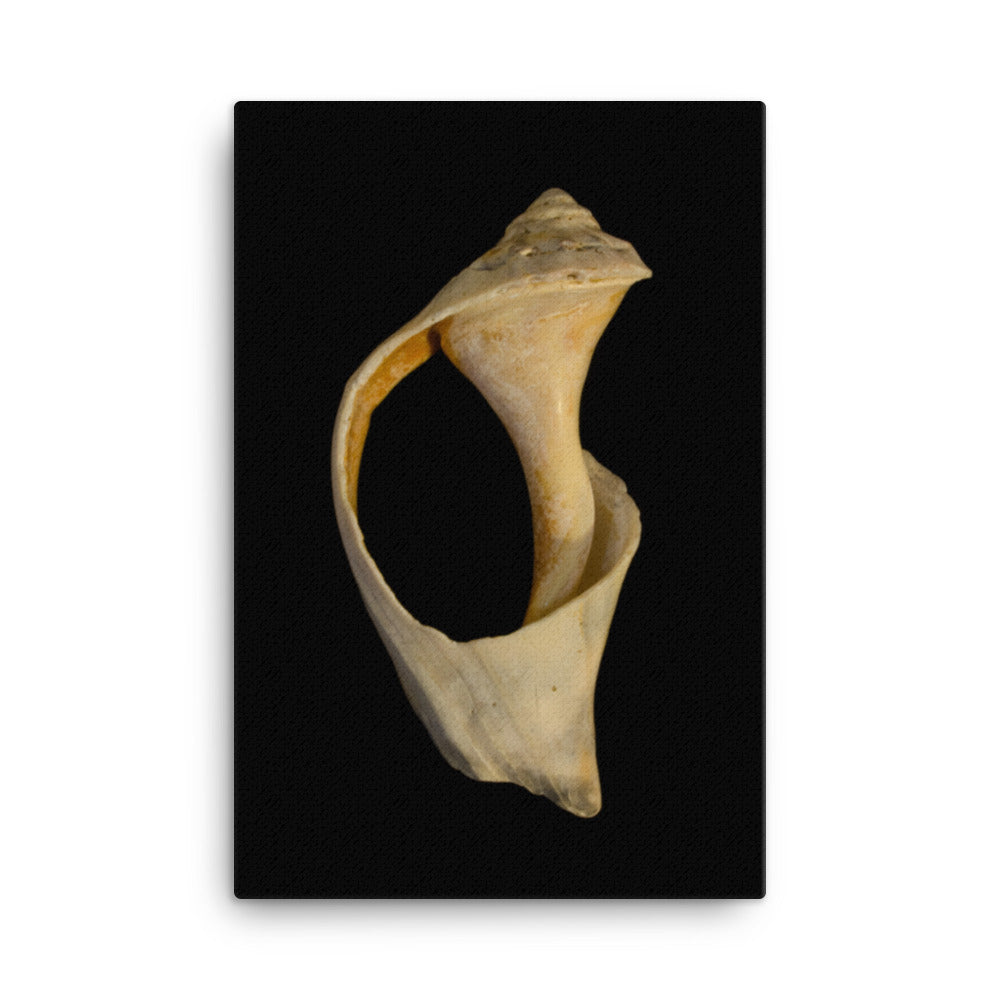 States of Erosion Image 2 Whelk Shell Coastal Nature Canvas Wall Art Prints