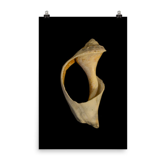 States of Erosion Image 2 Whelk Shell Coastal Nature Photo Loose Unframed Wall Art Prints - PIPAFINEART