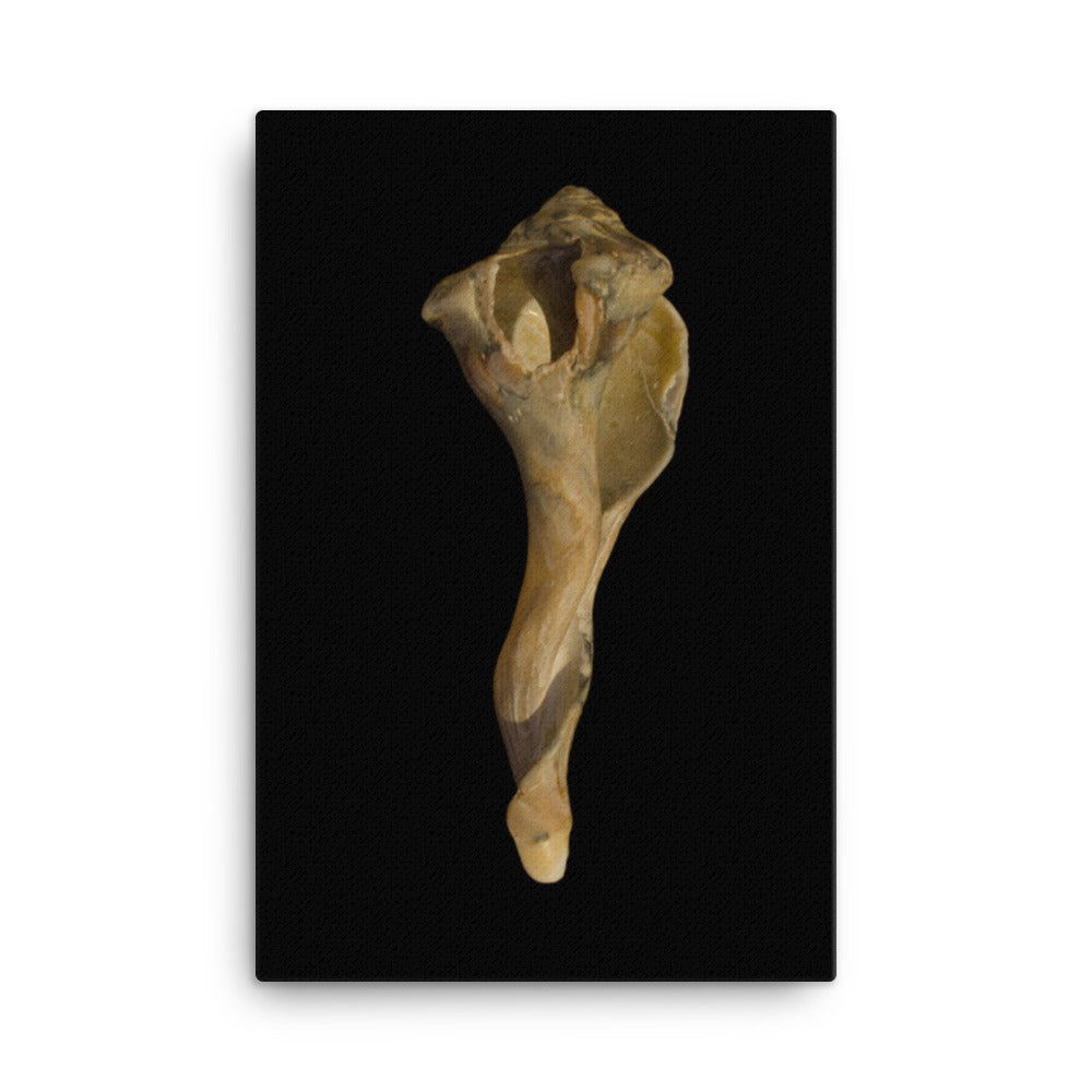 States of Erosion Image 3 Whelk Shell Coastal Nature Canvas Wall Art Prints