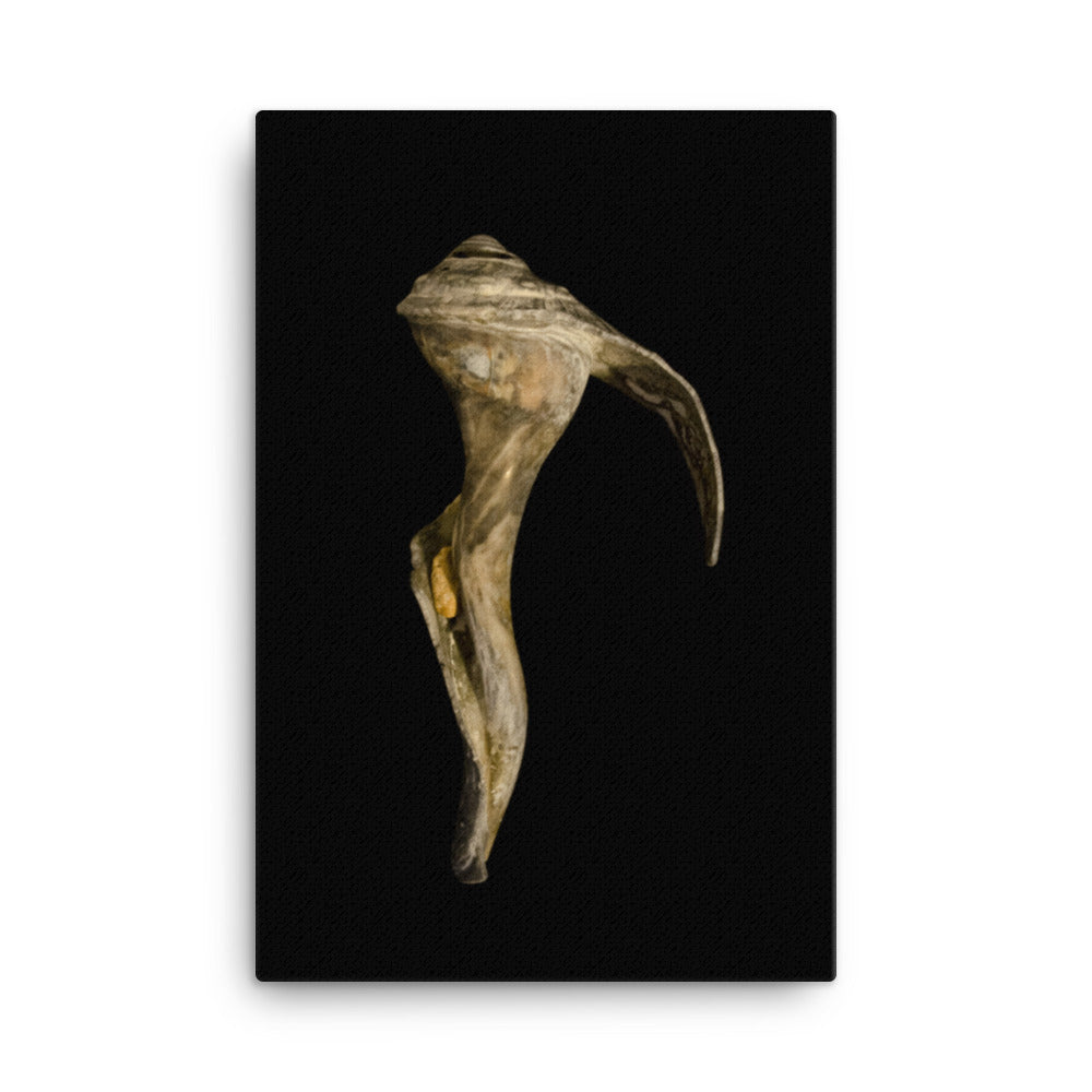 States of Erosion Image 4 Whelk Shell Coastal Nature Canvas Wall Art Prints