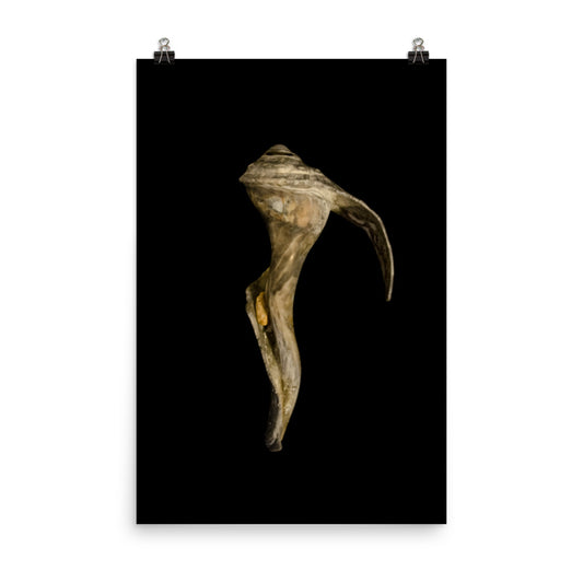 States of Erosion Image 4 Whelk Shell Coastal Nature Photo Loose Unframed Wall Art Prints - PIPAFINEART