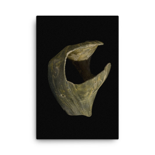 States of Erosion Image 5 Whelk Shell Coastal Nature Canvas Wall Art Prints