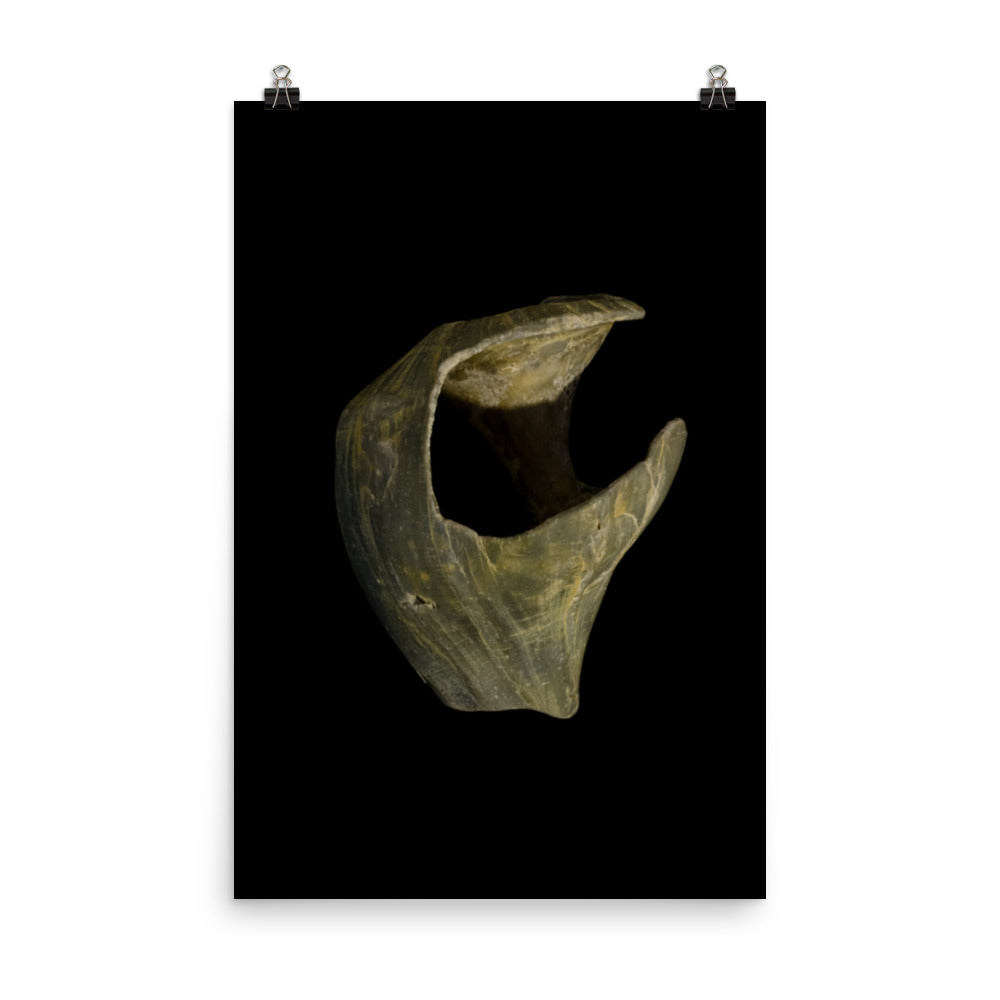 States of Erosion Image 5 Whelk Shell Coastal Nature Photo Loose Unframed Wall Art Prints - PIPAFINEART