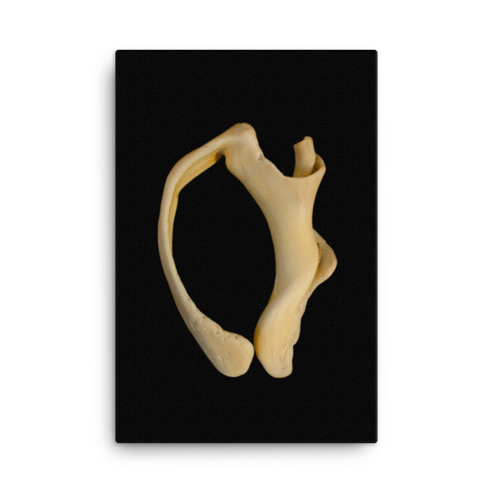 States of Erosion Image 6 Whelk Shell Coastal Nature Canvas Wall Art Prints