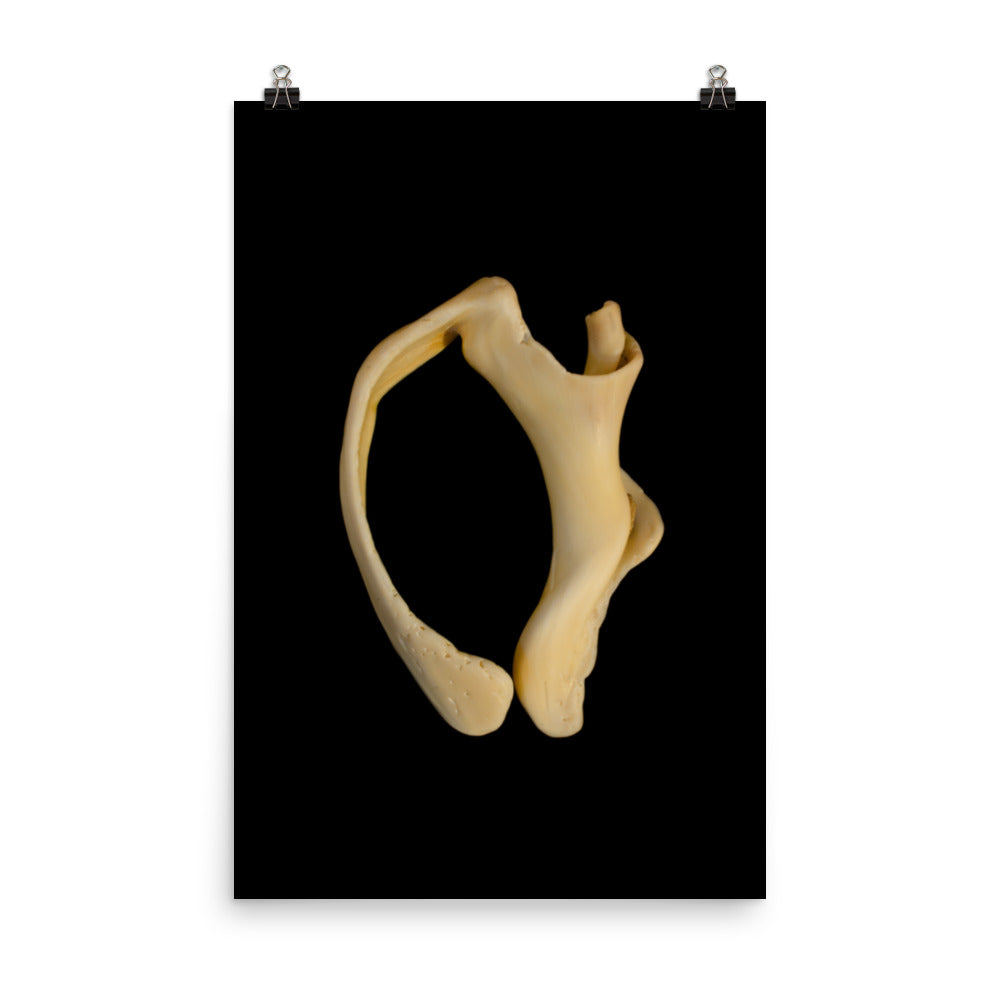 States of Erosion Image 6 Whelk Shell Coastal Nature Photo Loose Unframed Wall Art Prints - PIPAFINEART