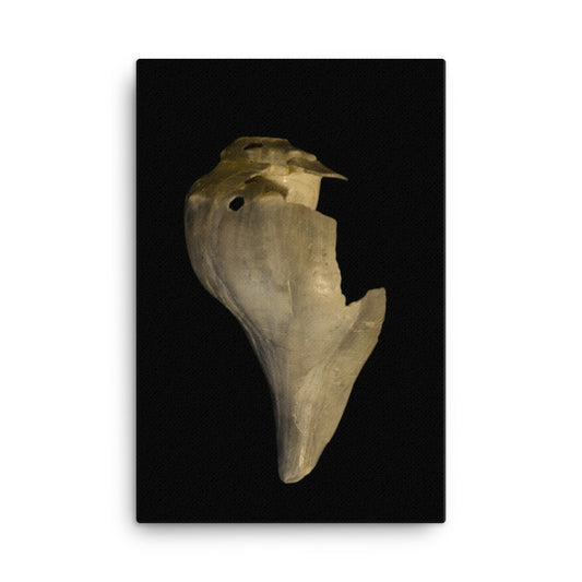 States of Erosion Image 7 Whelk Shell Coastal Nature Canvas Wall Art Prints