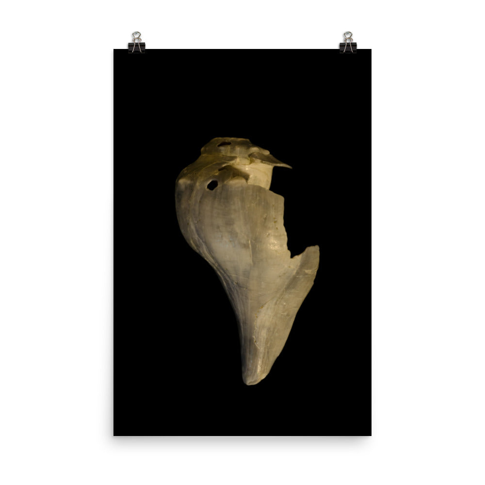 States of Erosion Image 7 Whelk Shell Coastal Nature Photo Loose Unframed Wall Art Prints - PIPAFINEART