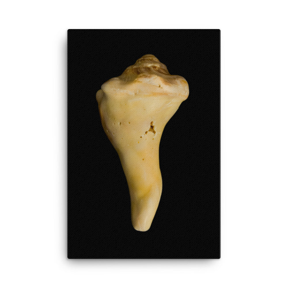 States of Erosion Image 8 Whelk Shell Coastal Nature Canvas Wall Art Prints