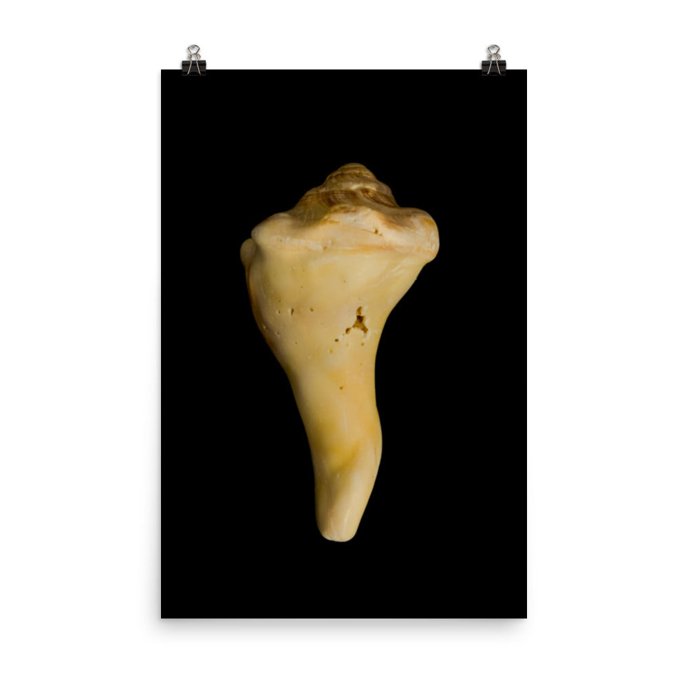 States of Erosion Image 8 Whelk Shell Coastal Nature Photo Loose Unframed Wall Art Prints - PIPAFINEART