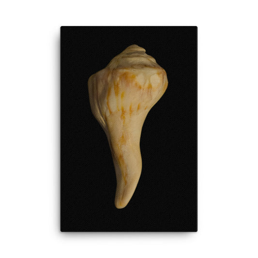 States of Erosion Image 9 Whelk Shell Coastal Nature Canvas Wall Art Prints