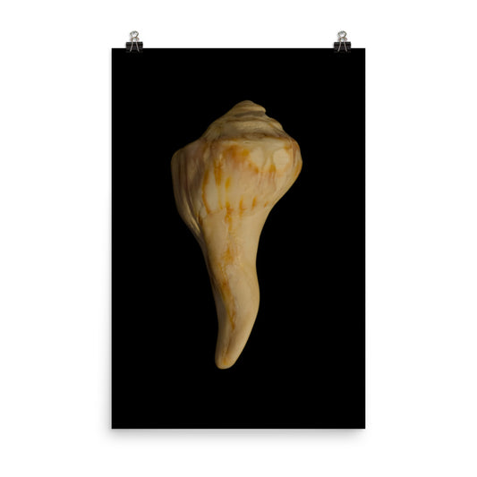 States of Erosion Image 9 Whelk Shell Coastal Nature Photo Loose Unframed Wall Art Prints - PIPAFINEART