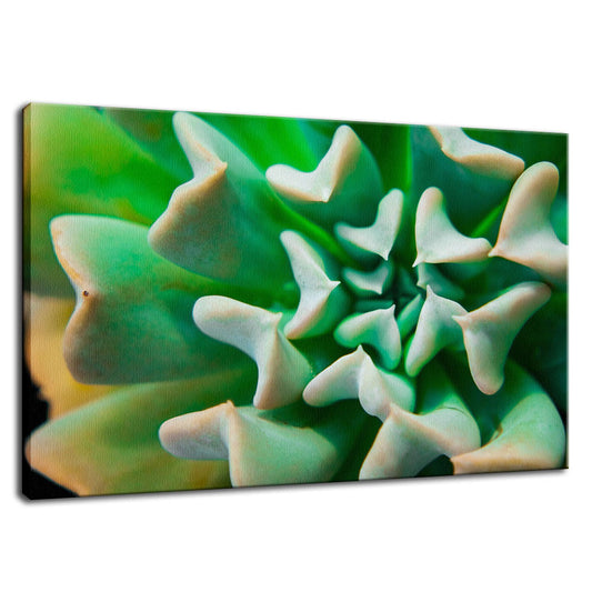 Succulent Botanical / Nature Photo Fine Art Canvas Wall Art Prints  - PIPAFINEART