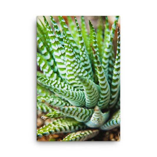 Succulent 2 Botanical Nature Canvas Wall Art Prints