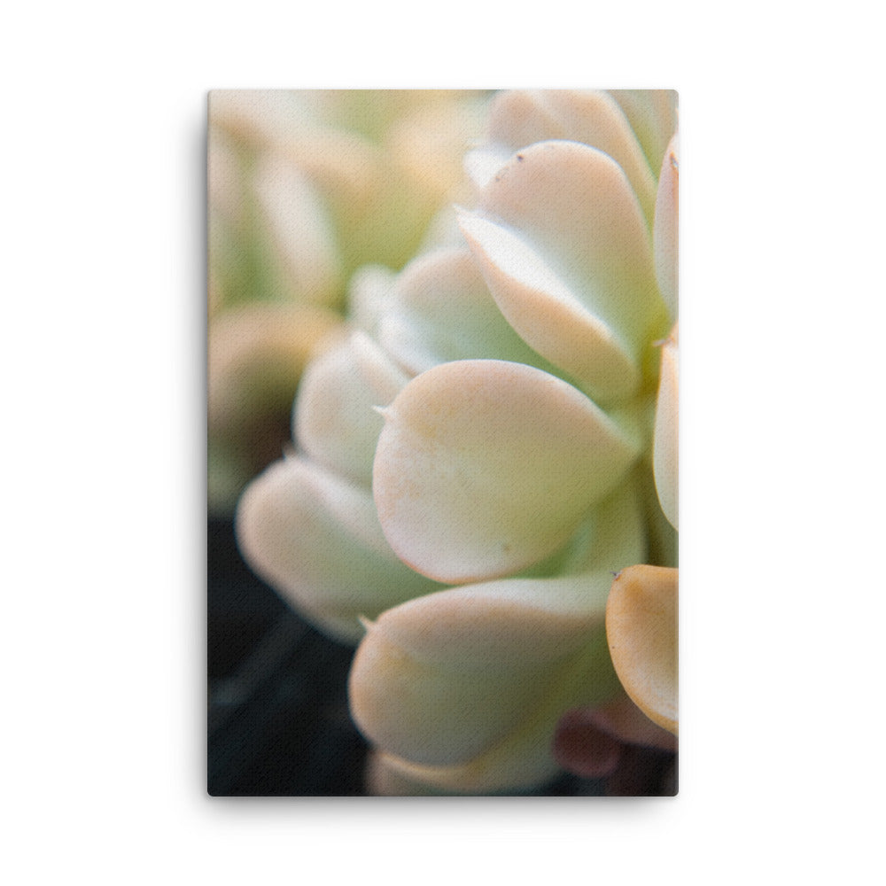 Succulent 4 Botanical Nature Canvas Wall Art Prints