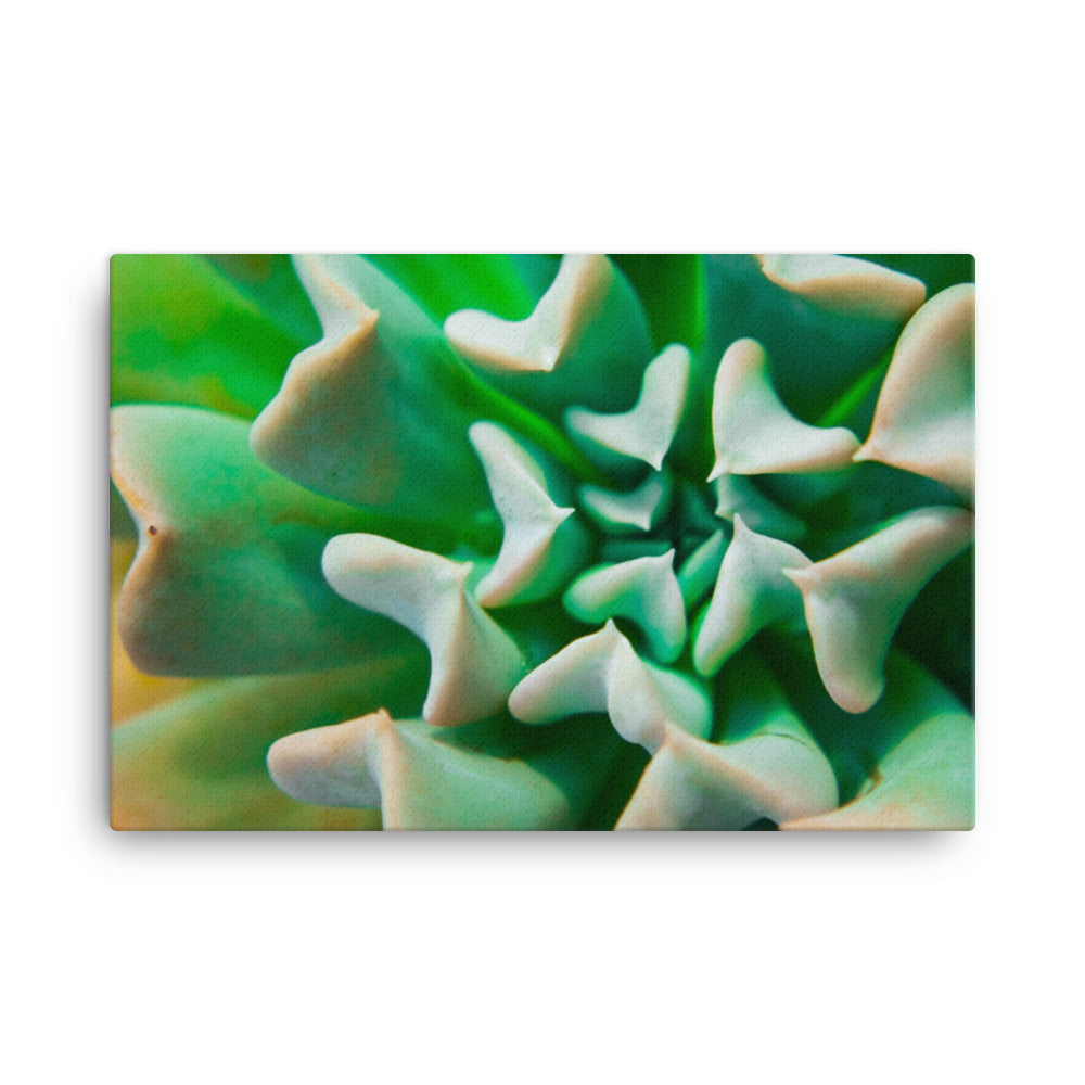 Succulent Botanical Nature Canvas Wall Art Prints