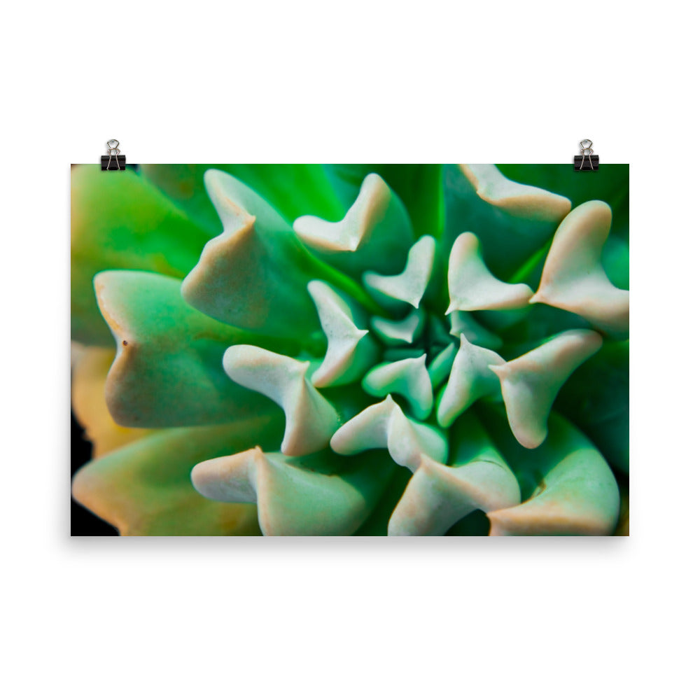 Succulent Botanical Nature Photo Loose Unframed Wall Art Prints - PIPAFINEART
