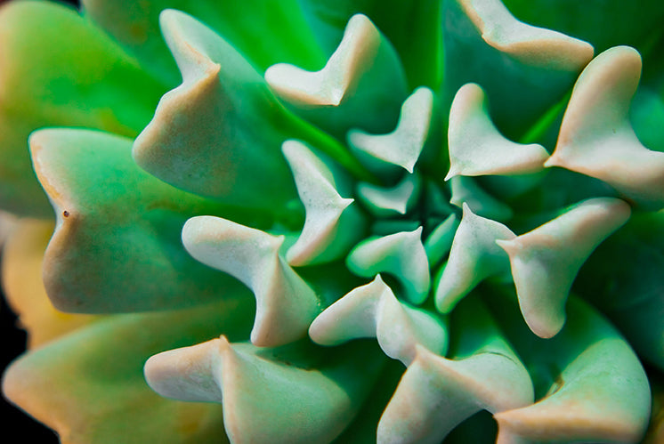 Succulent DIY Wall Decor Instant Download Print - Printable Wall Art - PIPAFINEART