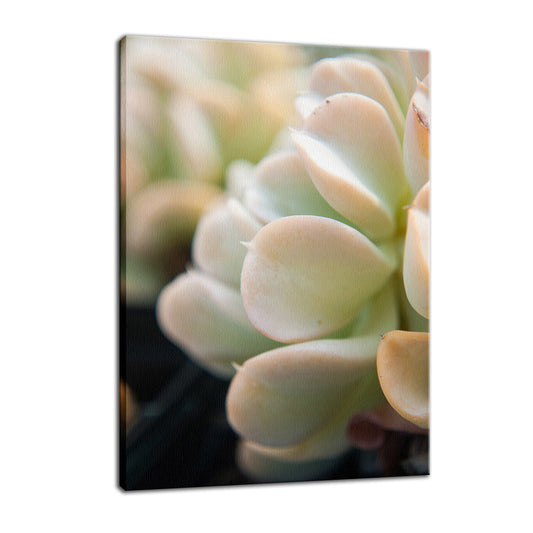 Succulent 4 Botanical / Nature Photo Fine Art Canvas Wall Art Prints  - PIPAFINEART