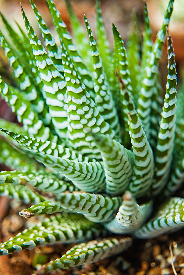Succulent 2 Botanical / Nature Photo Fine Art Canvas Wall Art Prints - PIPAFINEART