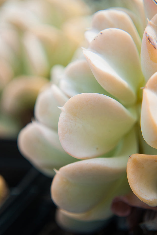 Succulent 4 Botanical Nature Photo DIY Wall Decor Instant Download Print - Printable  - PIPAFINEART