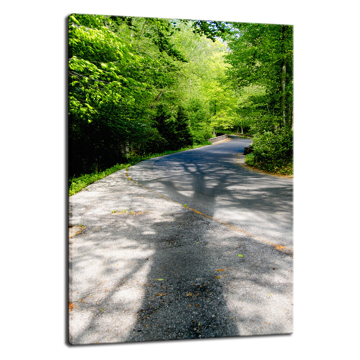 Summer Shadows Botanical / Nature Photo Fine Art Canvas Wall Art Prints - PIPAFINEART