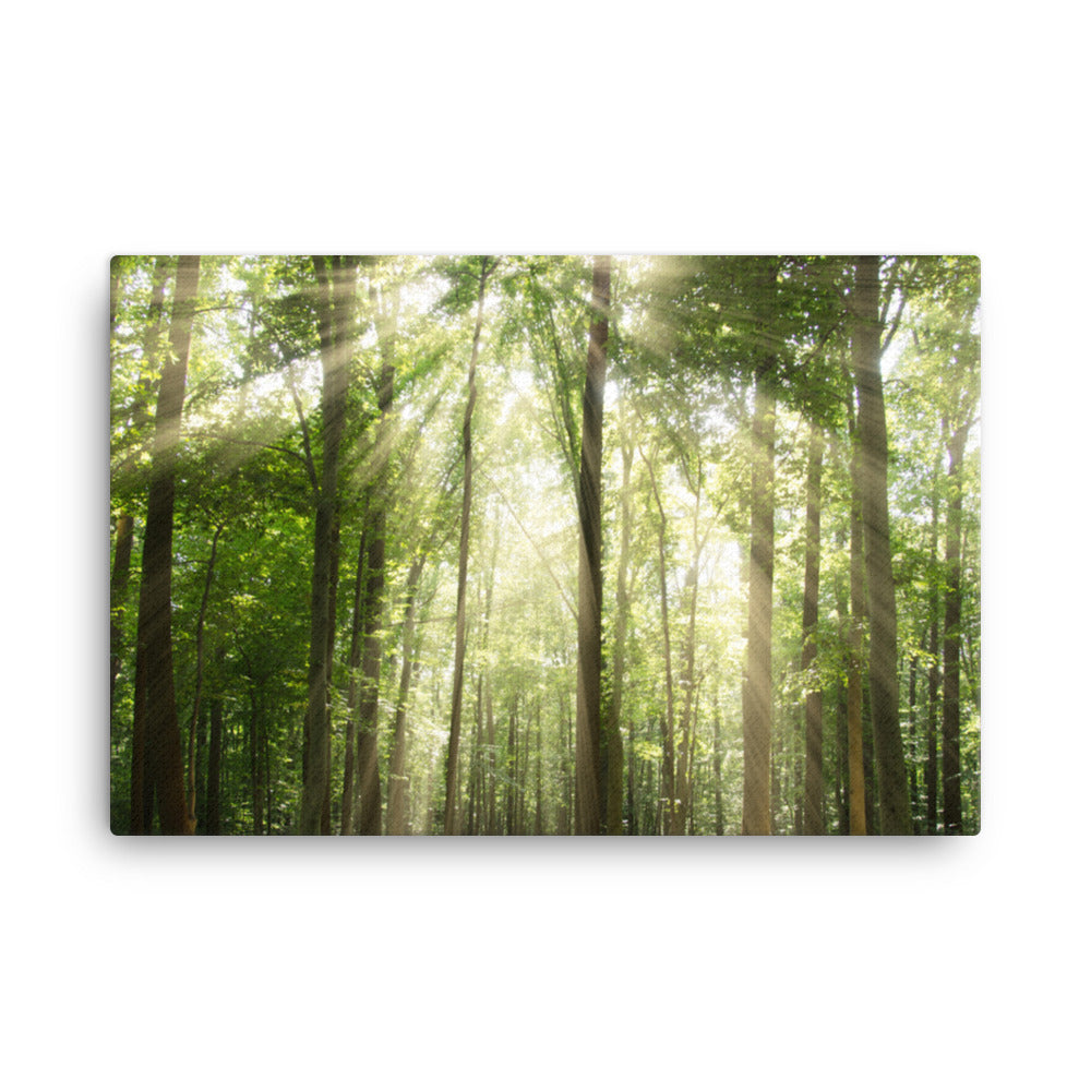 Sun Rays Through Treetops Rural Landscape Canvas Wall Art Prints