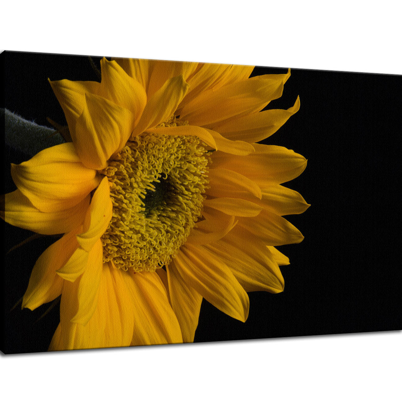 Sunflower from Left Nature / Floral Photo Fine Art Canvas Wall Art Prints - PIPAFINEART