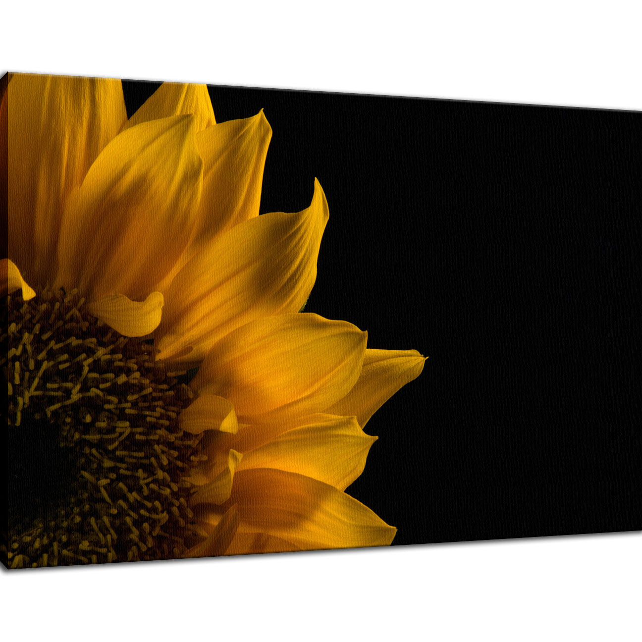 Sunflower in Corner Nature / Floral Photo Fine Art Canvas Wall Art Prints - PIPAFINEART