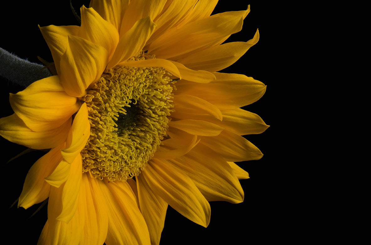 Sunflower from Left Nature / Floral Photo Fine Art Canvas Wall Art Prints - PIPAFINEART