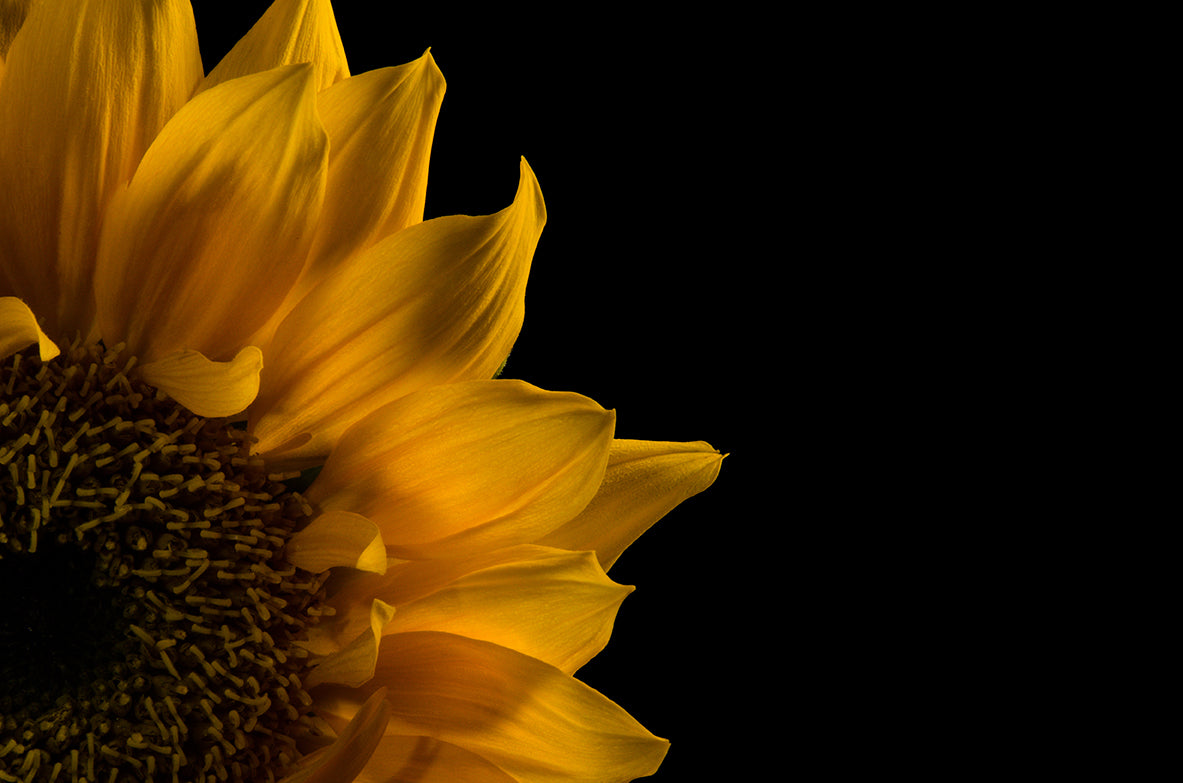 Sunflower in Corner Nature / Floral Photo Fine Art Canvas Wall Art Prints - PIPAFINEART