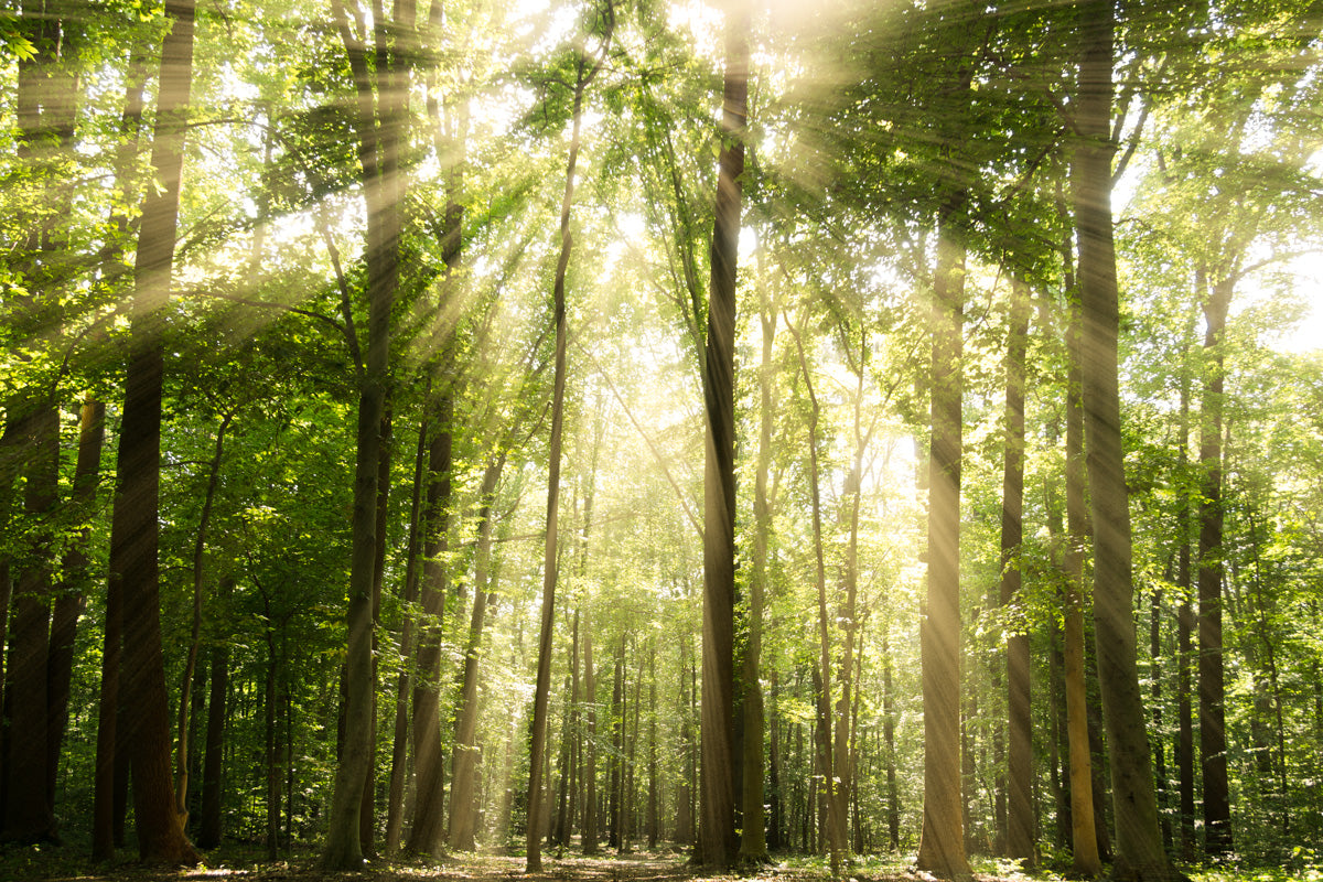 Sun Rays Through Tree Tops Landscape Photo DIY Wall Decor Instant Download Print - Printable - PIPAFINEART
