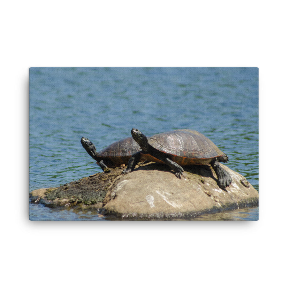 Sunshine Rock with Turtles Animal / Wildlife Photograph Canvas Wall Art Prints