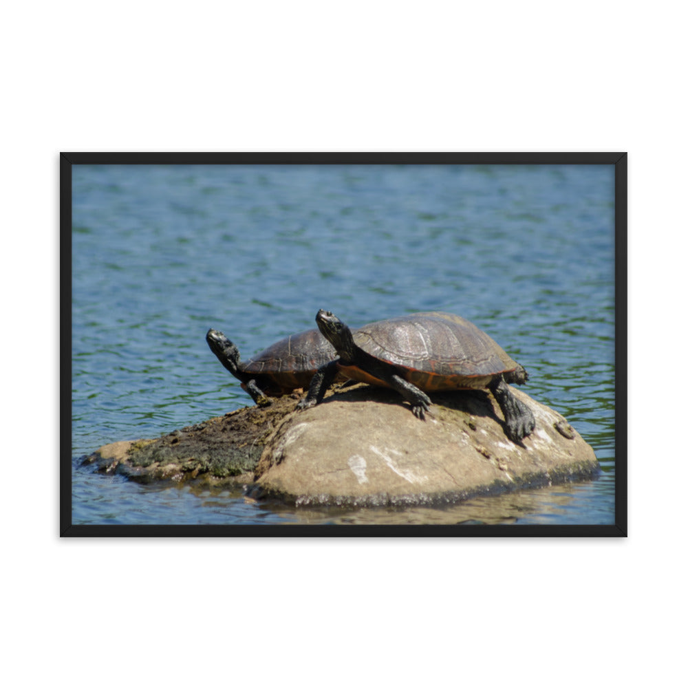 Sunshine Rock with Turtles Animal Wildlife Photograph Framed Wall Art Prints