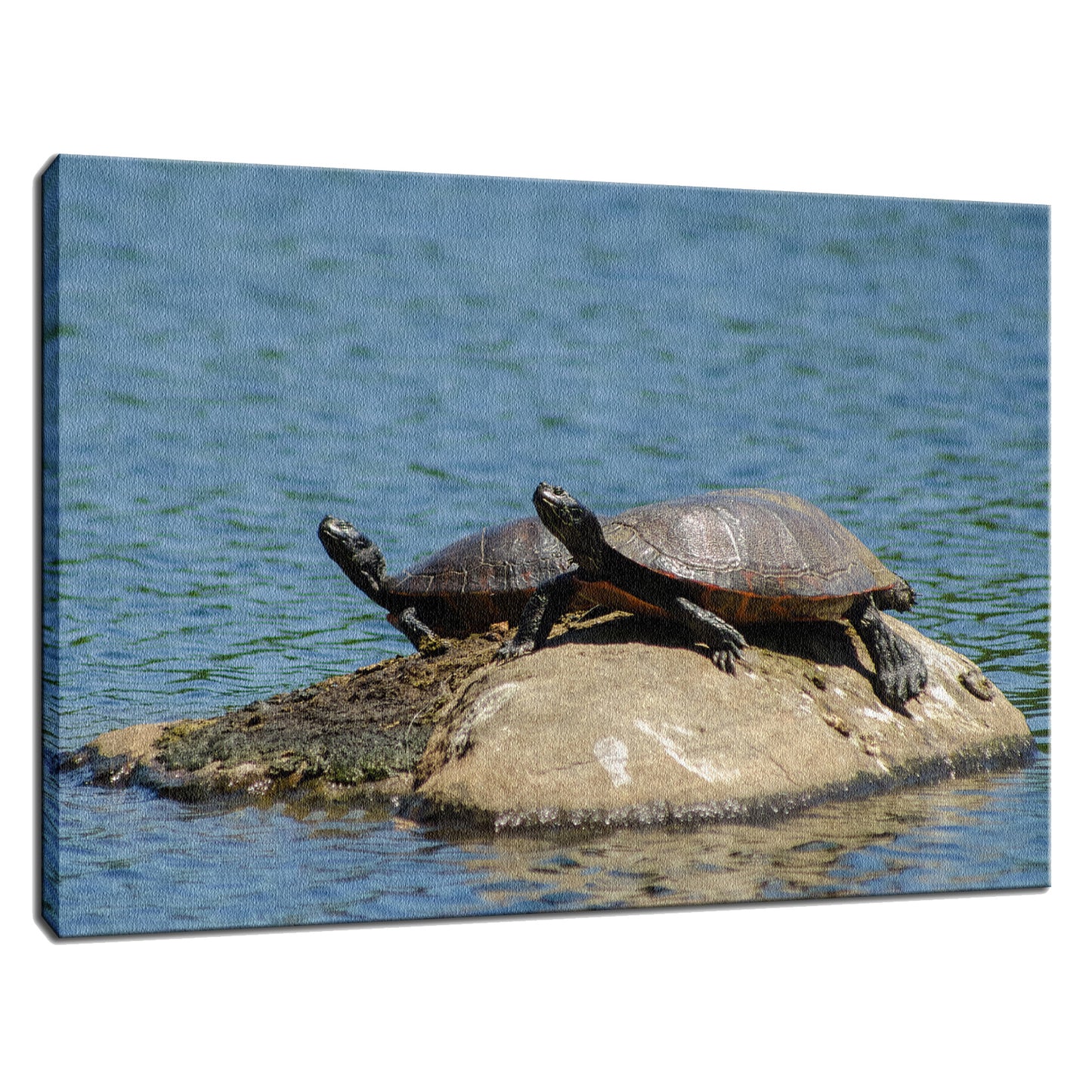 Sunshine Rock with Turtles Animal / Wildlife Photograph Fine Art Canvas & Unframed Wall Art Prints - PIPAFINEART