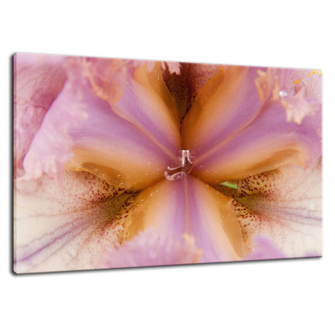 Symmetry of Nature Nature / Floral Photo Fine Art Canvas Wall Art Prints - PIPAFINEART